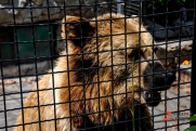 В единственном в России сельском зоопарке под Омском проснулся медведь