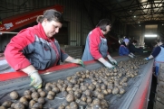 Красноярские агропредприятия получат 50 миллионов на выращивание овощей