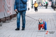 Первый штраф за нападение собаки назначили в Петербурге: сколько денег нужно заплатить