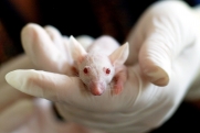 Невидимая сторона лабораторных исследований: какие продукты до сих пор испытывают на животных