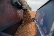 Калининградская область впервые отправила партию пшеницы в Венесуэлу
