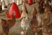 Грозят ли Вологодской области новые вспышки птичьего гриппа и что происходит с ценами на курицу и яйца