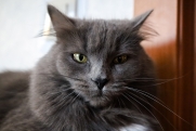 Навязчивого пикапера, домогавшегося екатеринбурженок, доставили в суд вместе с котом