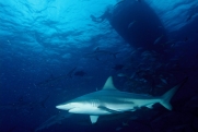 В Приморье продумывают меры защиты туристов от акул после поручения Путина