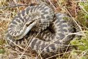 Биолог Кузенков объяснил, как защититься от змей и что делать в случае нападения
