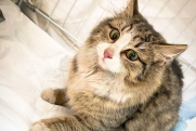 В Москве спасли кошку, которая 3 дня кричала на стройке
