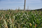 Ставрополье планирует стать крупнейшим производителем семян кукурузы в России