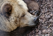 В Югре начали просыпаться медведи: как вести себя при встрече с косолапым