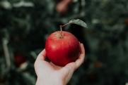 Нутрициолог Ибрагимов рассказал, кому нельзя есть яблоки