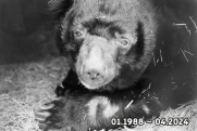 В Челябинском зоопарке умер медведь-старожил Харитон