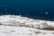 На реке Ишим взорвали лед из-за паводков