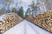 Российская лесопромышленность в 2023 году вышла на досанкционный уровень
