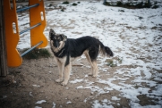 Будки для уличных собак сносят в Иркутске