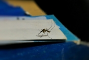 Врач Радаева предупредила об угрозе, которую несут клещи и комары