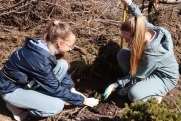 В Свердловской области в двух лесничествах высадили молодые сосны