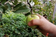 В Минсельхозе предрекли резкий рост цен на яблоки