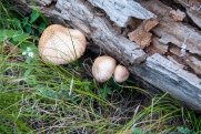 Челябинцы открыли сезон «тихой охоты»: какие грибы появились в южноуральских лесах