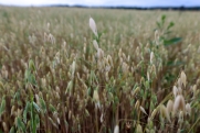 На Ставрополье сгорели пшеничные поля: цена на хлеб вырастет