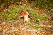В лесах под Петербургом пошли белые: где найти грибы