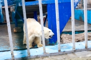 Эксперты обсудили, что делать с агрессивными белыми медведями: «Все зоопарки России заполнены»