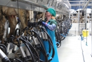 Производство молока в Костромской области возросло до 7,6 тысячи тонн за четыре месяца