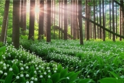 Россиян предупредили о смертельно опасных растениях в летнем лесу