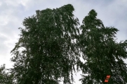 Шторм обрушился на Ульяновскую область: упали башенный кран и более 60 деревьев