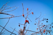 Жителей Новосибирской области предупредили о заморозках