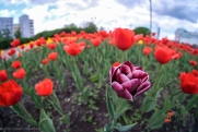 Боец ВСУ возмущен: в украинском Покровске к приходу ВС РФ сажают цветы, а не роют окопы