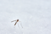 Россиян предупредили об опасности комаринных укусов