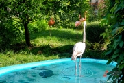Знаменитого розового фламинго в штанишках привезли в екатеринбургский зоопарк