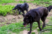 Более 100 псковичей пострадали от укусов собак за месяц