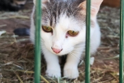 Как Мила стала не мила: тюменец пытался задушить кошку из-за дороговизны ее лечения
