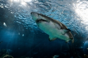 Трехметровую акулу заметили в популярном курортном месте в Приморье