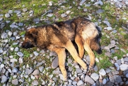Мужчина, зарезавший собаку в Челябинске, теперь пытается оправдаться