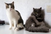 Полсотни котов ищут новый дом в Ноябрьске по просьбе хозяйки