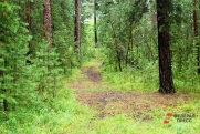 Экс-председатель Нижегородского облсуда умер в лесу: что известно о происшествии