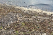 Ученые назвали возможную причину гибели тысяч креветок у берегов Владивостока