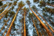 В бюджет Алтайского края вернулись больше 22 миллионов по делу о контрабанде леса