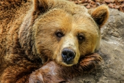 Агрессивные медведи напали на дачный поселок под Красноярском