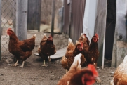 В США впервые от птичьего гриппа умер человек