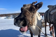 Журналист из Якутии помочился на оленей: «Покормил естественной солью»