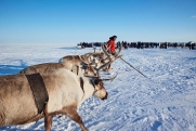 Национальные традиции и поддержка коренных народов Севера: на Ямале завершились этнофестивали оленеводов