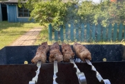 Эндокринолог Павлова объяснила, как приготовить полезный шашлык