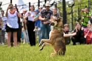 В Москве появятся новые площадки для собак с тренажерами