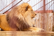 В парке «Тайган» объяснили нападение льва на Зубкова: среагировал на хлопок двери