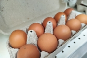 Яичный коллапс: Госдума опасается, что низкие цены грозят дефицитом к Новому году