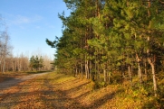 В Рязанской области этой осенью посадят миллион сеянцев сосны