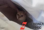 В Челябинске женщина выбросила кота с раковой опухолью в мусорный контейнер