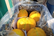 60 тонн казахстанских арбузов и дынь возвращены из-за несоответствия документов